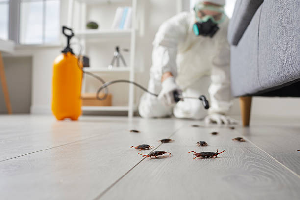 Commercial Rodent Management in Gleed